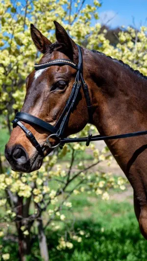 Flexible Fit Comfy Topaz Wave Snaffle Bridle with Brass Buckles - BLACK